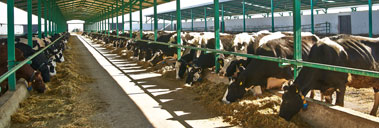 مزرعة تشومرا - إرن تبه لإنتاج الحليب