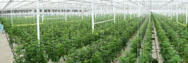 Modern Greenhouses with Ultra Air Conditioners