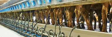 Seydisehir – Gevrekli Milk Production Ranch