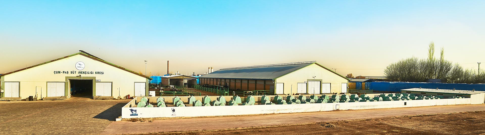 Çumpaş - Danabank Süt Üretim Çiftliği
