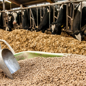 Yem Fiyatları Hangi Etkenlere Göre Değişir?