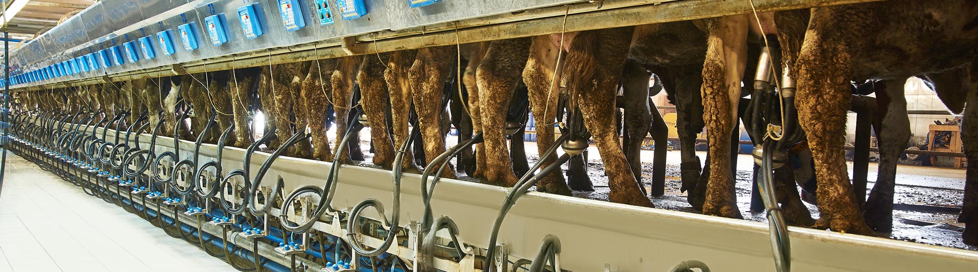 Seydişehir - Gevrekli Süt Üretim Çiftliği