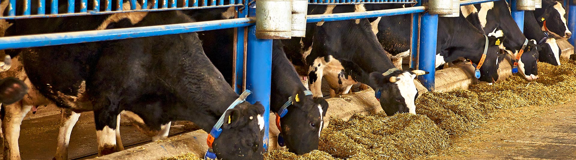 Çumra - Erentepe Süt Üretim Çiftliği