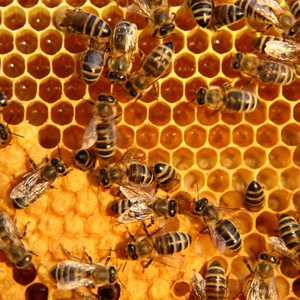 Hangi Arı Yemi ile Kaliteli Arı Ürünü Elde Edilir?