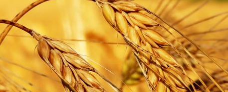 Buğday Tarımı