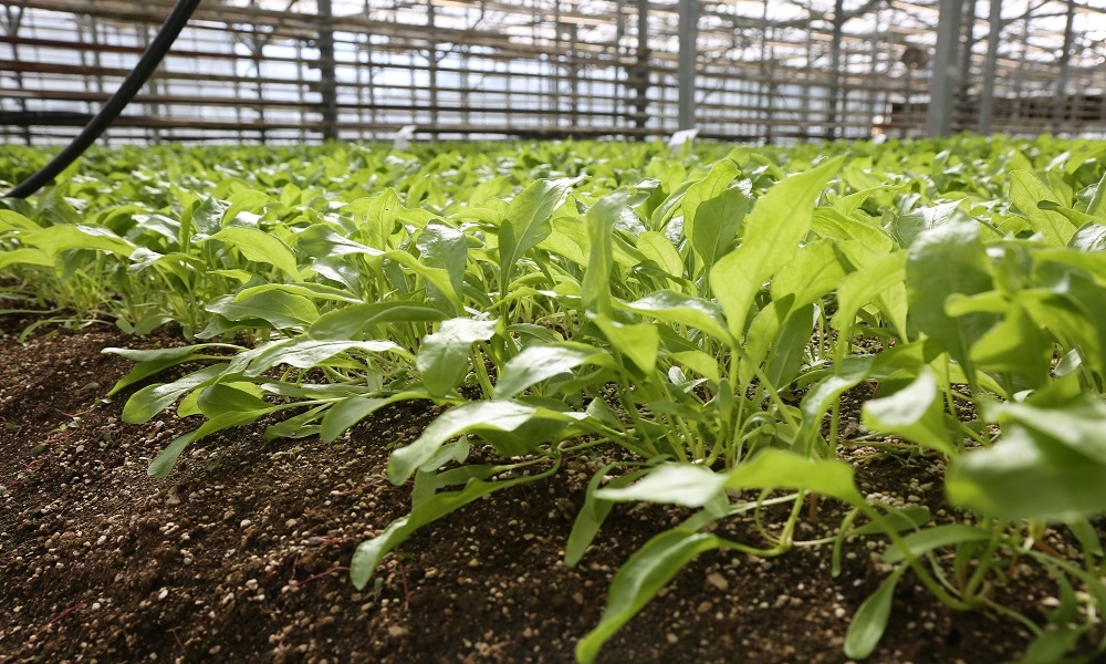 TÜRKİYE TARIMINDA İLK! KONYA ŞEKER, PANCAR TESTLERİNDE DÜNYA LİGİNDE 