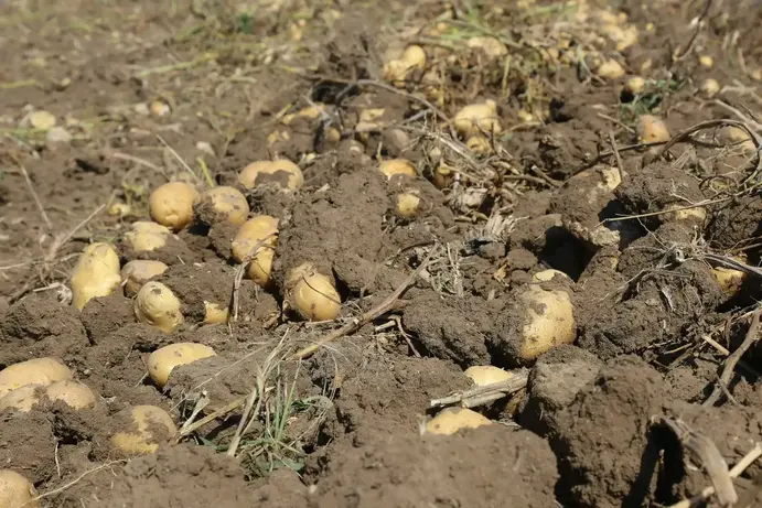 KONYA ŞEKER’DEN ÜRETİCİ ORTAKLARINA PATATES BEDEL ÖDEMESİ 