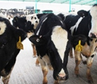 Konya Şeker’in Anguslar’dan sonra Holstein’ları da geldi. Şeker Süt Çiftliği için ABD’den ithal edilen 1.000 süt ineği Konya’ya ulaştı. 